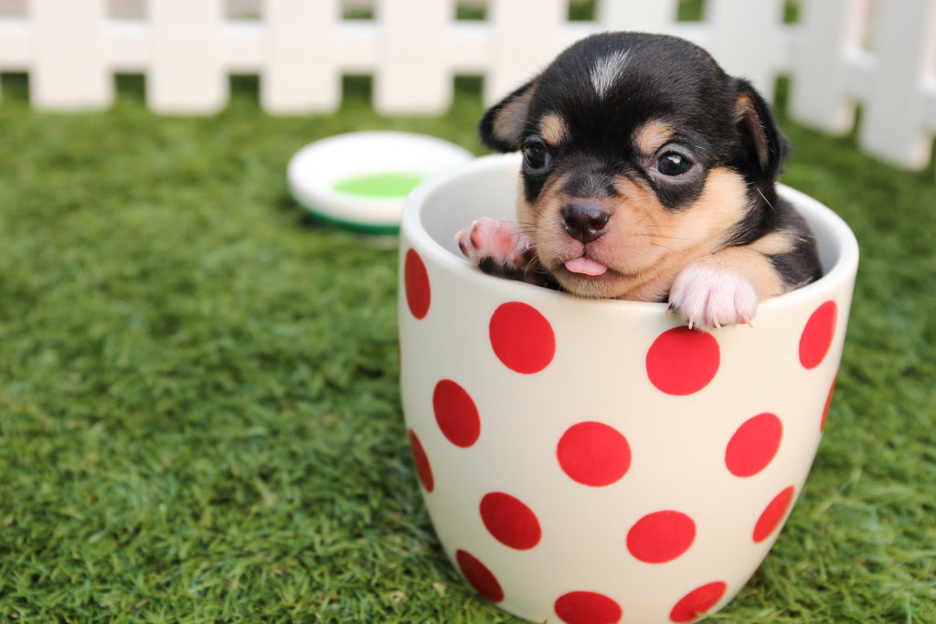 Tips for getting Comfortable with the New Puppies at Home