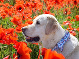 Dog Collar Bow tie - happy pawpets