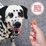 Milk-Bone MaroSnacks Dog Treats with Real Bone Marrow and Calcium - happy pawpets