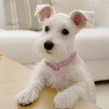 Pets Fashion Bling Collar - happy pawpets